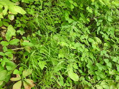 Muhlenbergia sylvatica