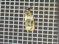 Olethreutes fasciatana