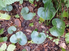 Asarum europaeum