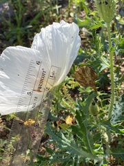 Argemone pleiacantha