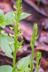 Platanthera brevifolia