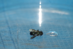 Osmia
