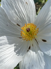 Argemone pleiacantha