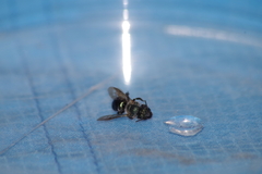 Osmia