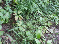 Muhlenbergia sylvatica