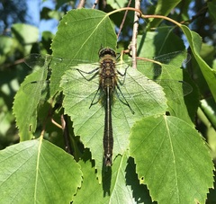 Cordulia aenea aenea