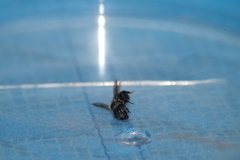 Osmia