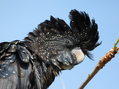 Calyptorhynchus banksii