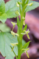 Platanthera brevifolia