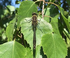 Cordulia aenea aenea