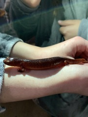Pseudotriton ruber