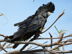 Calyptorhynchus banksii