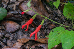 Salvia gesneriiflora