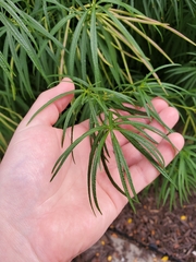 Amsonia hubrichtii
