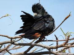 Calyptorhynchus banksii