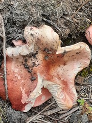 Russula fragilis