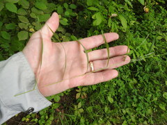 Muhlenbergia sylvatica