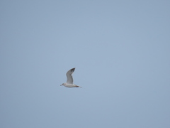 Larus fuscus heuglini