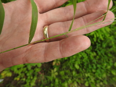 Muhlenbergia sylvatica