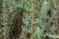 Caroxylon laricinum