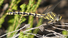 Onychogomphus uncatus