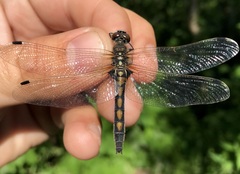 Leucorrhinia rubicunda