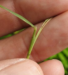 Muhlenbergia sylvatica