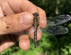 Leucorrhinia rubicunda