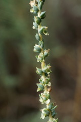 Caroxylon laricinum