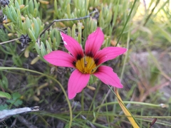 Romulea