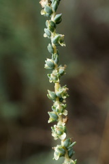 Caroxylon laricinum