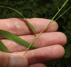 Muhlenbergia sylvatica