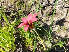 Romulea