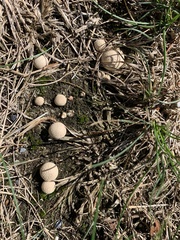 Lycoperdaceae