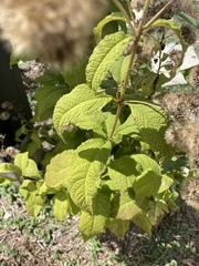 Eutrochium purpureum