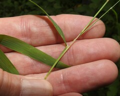 Muhlenbergia sylvatica