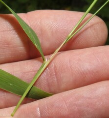 Muhlenbergia sylvatica