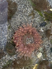 Urticina clandestina