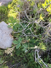 Pelargonium lobatum