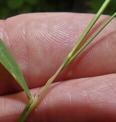 Muhlenbergia sylvatica