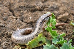 Chalcides ocellatus tiligugu