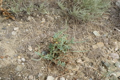 Glaucium corniculatum