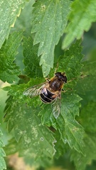 Eristalis nemorum