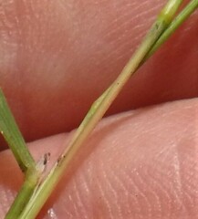 Muhlenbergia sylvatica