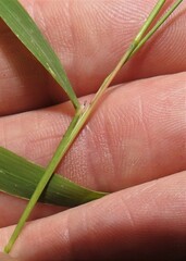 Muhlenbergia sylvatica