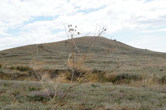Prangos trifida