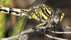 Onychogomphus uncatus