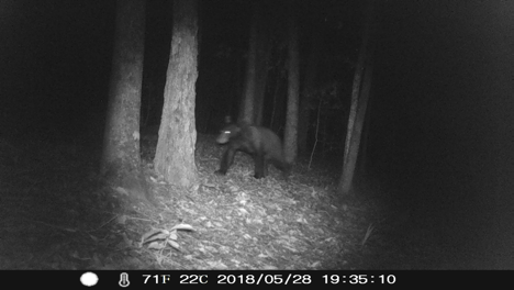 Eastern Black Bear photographed in Louisiana