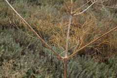 Prangos trifida