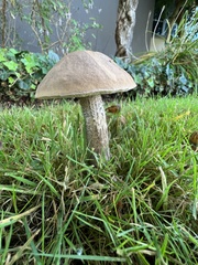 Leccinum scabrum